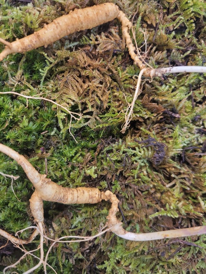 김봉호님의 장터 판매 상품 [산삼1세트] 첨부 사진