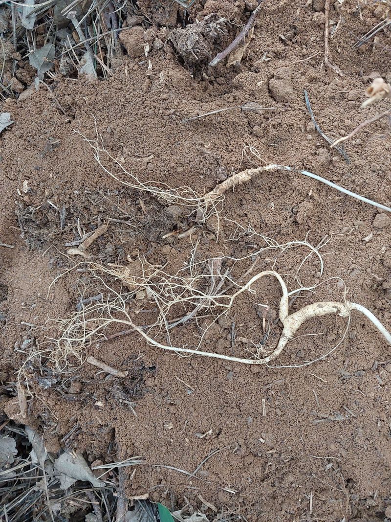 김봉호님의 장터 판매 상품 [산삼1세트] 첨부 사진