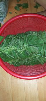 팜모닝 들깨·자유게시판 게시글 이미지