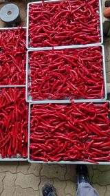 팜모닝 고추·수확 게시글 이미지