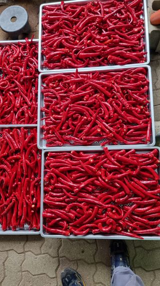 김동회증평영농조합님의 고추 · 수확 작성글 사진