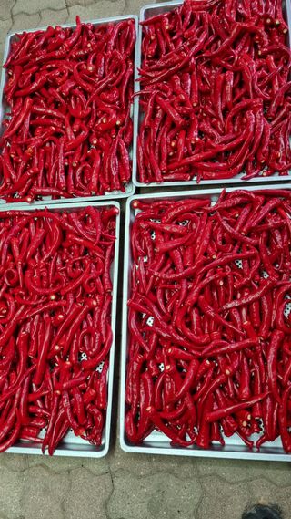 김동회증평영농조합님의 고추 · 수확 작성글 사진