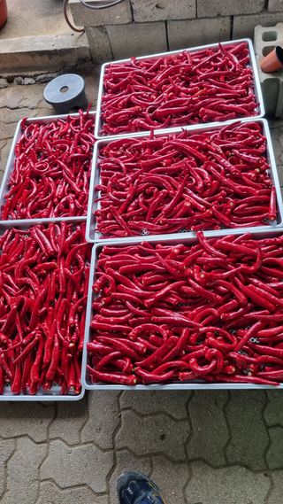 김동회증평영농조합님의 고추 · 수확 작성글 사진