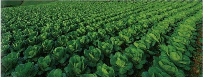 한농농약종묘사님의 장터 판매 상품 [배추 무 비료 복합붕사비료] 첨부 사진