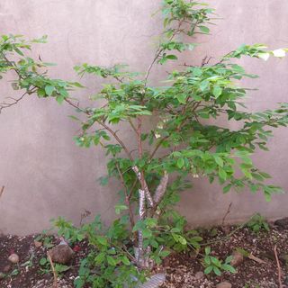 진우님의 블루베리 · 병해충상담 작성글 사진