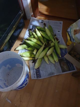 이상준님의 8월 내 작물 자랑하기 · 참여글 작성글 사진