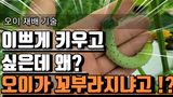 팜모닝 오이·자유게시판 게시글 이미지