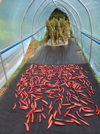 김효중 님의 8월 내 작물 자랑하기 · 참여글 작성글 사진