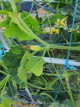 팜모닝 기타작물·병해충상담 게시글 이미지