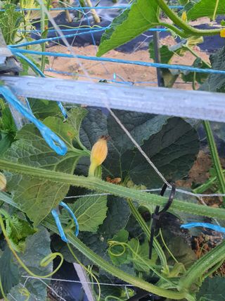 조규태님의 기타작물 · 병해충상담 작성글 사진