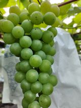 팜모닝 포도·영농일지 게시글 이미지