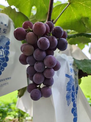 허명무님의 포도 · 영농일지 작성글 사진