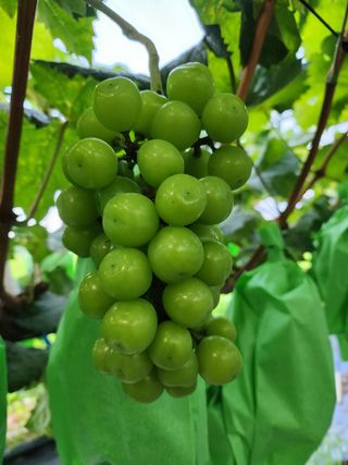 허명무님의 포도 · 영농일지 작성글 사진