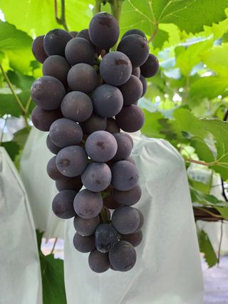 허명무님의 포도 · 영농일지 작성글 사진