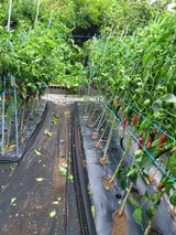 팜모닝 양배추·영농일지 게시글 이미지