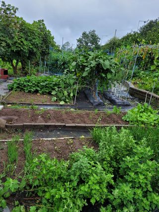 낙엽교목류14371님의 양배추 · 영농일지 작성글 사진