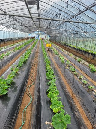 주재호님의 8월 내 작물 자랑하기 · 참여글 작성글 사진