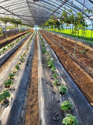 주재호님의 8월 내 작물 자랑하기 · 참여글 작성글 사진