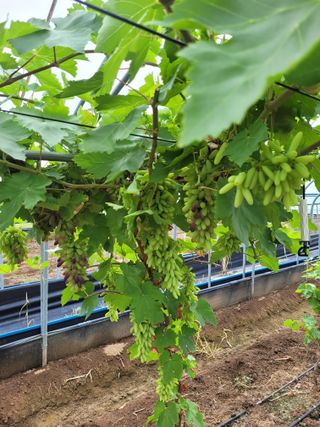 주재호님의 8월 내 작물 자랑하기 · 참여글 작성글 사진