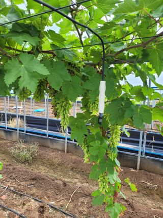 주재호님의 8월 내 작물 자랑하기 · 참여글 작성글 사진