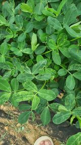 팜모닝 콩·병해충상담 게시글 이미지