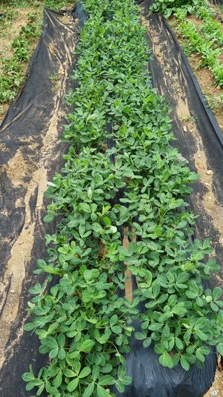 서정혁님의 콩 · 병해충상담 작성글 사진