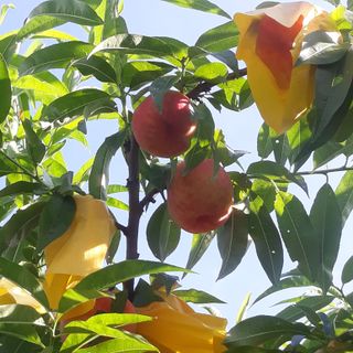 고추9428님의 8월 내 작물 자랑하기 · 참여글 작성글 사진