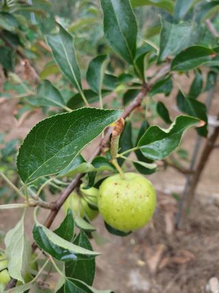 알 수 없음님의 복숭아 · 병해충상담 작성글 사진