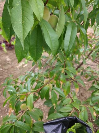 알 수 없음님의 복숭아 · 병해충상담 작성글 사진