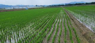 하얀찔레꽃님의 8월 내 작물 자랑하기 · 참여글 작성글 사진