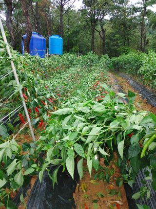 박임식님의 고추 · 자연재해•동물피해 작성글 사진