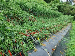 박임식님의 고추 · 자연재해•동물피해 작성글 사진