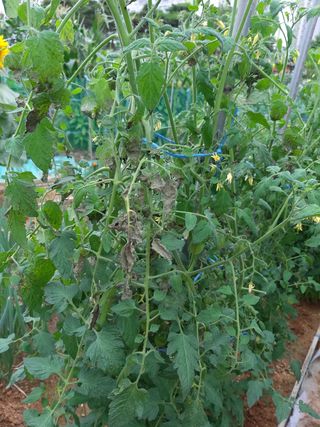 대박🙂🙏님의 토마토 · 병해충상담 작성글 사진