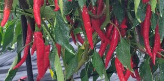 산조아자연인님의 8월 내 작물 자랑하기 · 참여글 작성글 사진