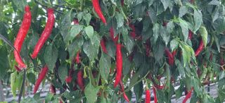 산조아자연인님의 8월 내 작물 자랑하기 · 참여글 작성글 사진