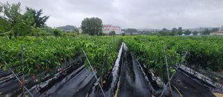 산조아자연인님의 8월 내 작물 자랑하기 · 참여글 작성글 사진