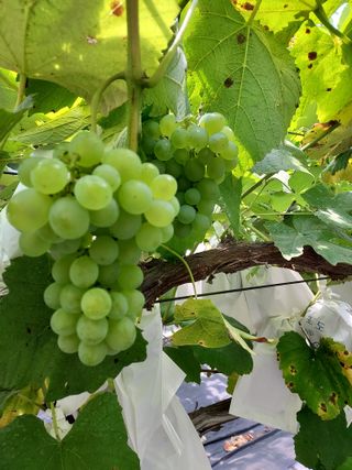 태일농산이정수님의 포도 · 자유게시판 작성글 사진