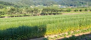 권원복님의 참깨 · 자유게시판 작성글 사진