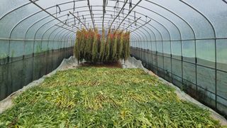 권원복님의 참깨 · 자유게시판 작성글 사진