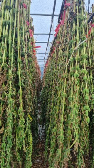 권원복님의 참깨 · 자유게시판 작성글 사진