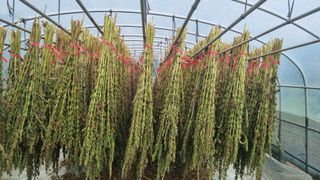 권원복님의 참깨 · 자유게시판 작성글 사진