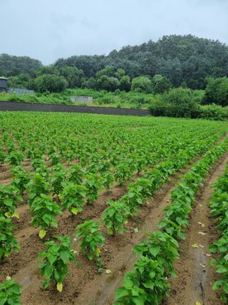 마늘16716님의 들깨 · 자유게시판 작성글 사진