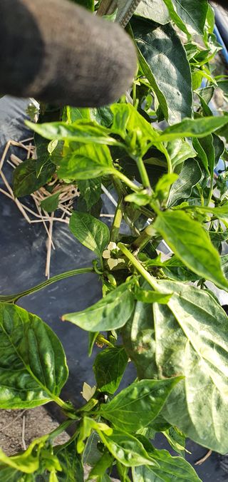 울산 임순옥님의 고추 · 병해충상담 작성글 사진