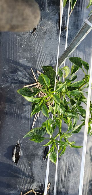 울산 임순옥님의 고추 · 병해충상담 작성글 사진