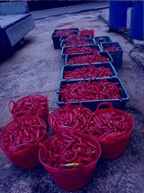 팜모닝 8월 내 작물 자랑하기·참여글 게시글 이미지