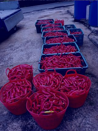 구춘모님의 8월 내 작물 자랑하기 · 참여글 작성글 사진