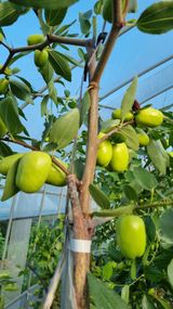 팜모닝 8월 내 작물 자랑하기·참여글 게시글 이미지