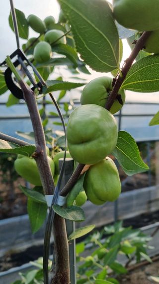 오학봉(멀티팜)님의 8월 내 작물 자랑하기 · 참여글 작성글 사진