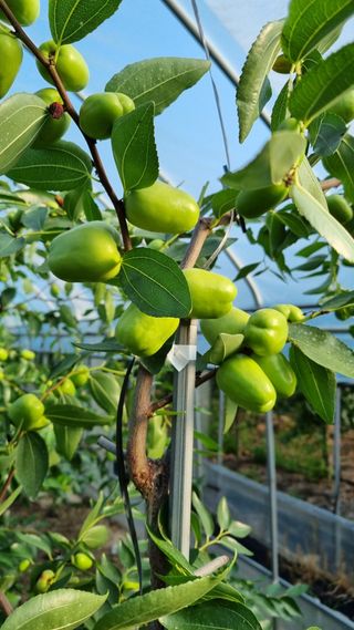 오학봉(멀티팜)님의 8월 내 작물 자랑하기 · 참여글 작성글 사진