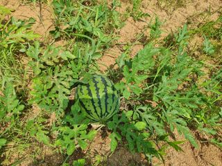 파이빠님의 8월 내 작물 자랑하기 · 참여글 작성글 사진